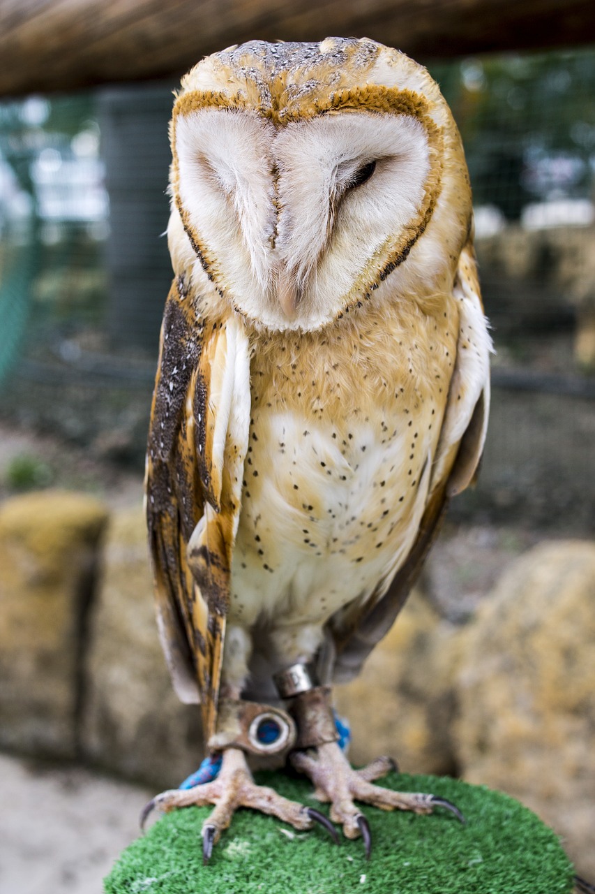 owl buho bird of prey free photo
