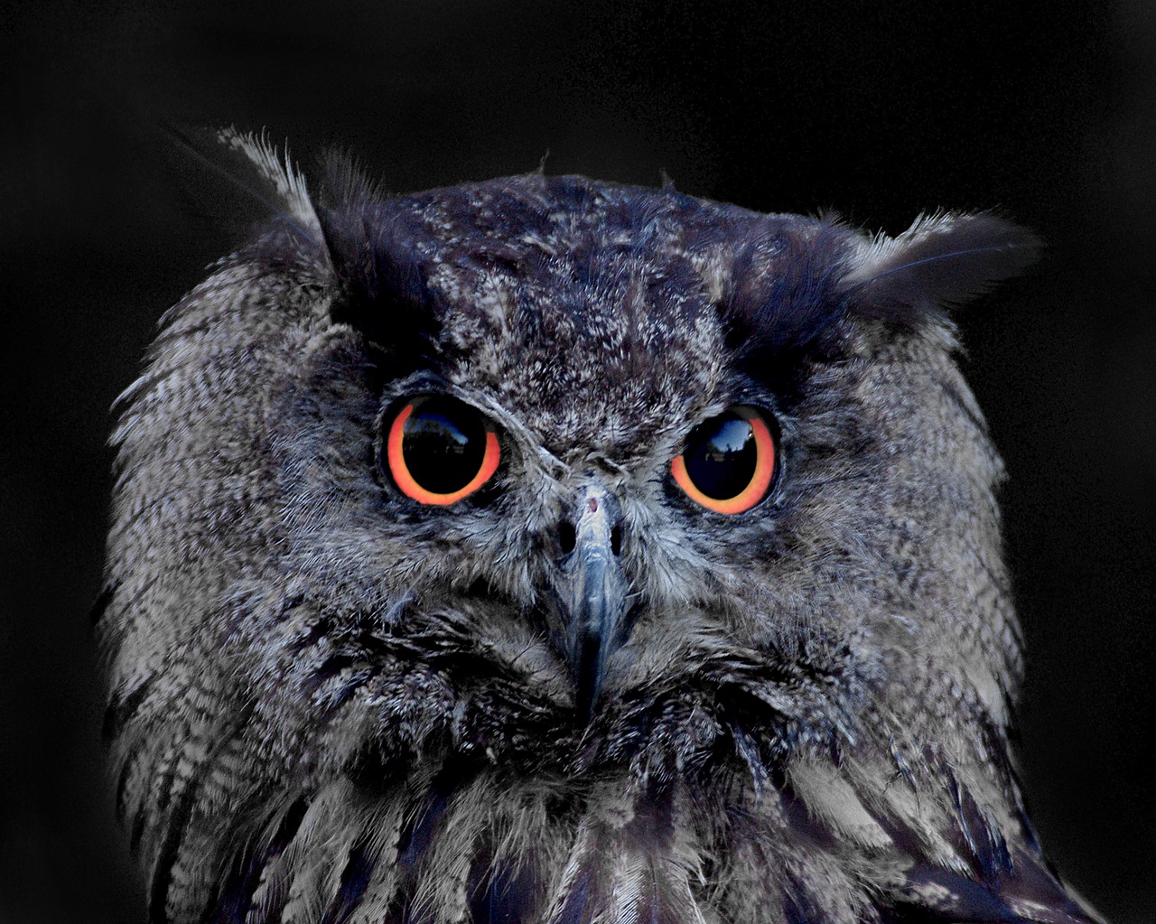 owl eagle owl animal free photo
