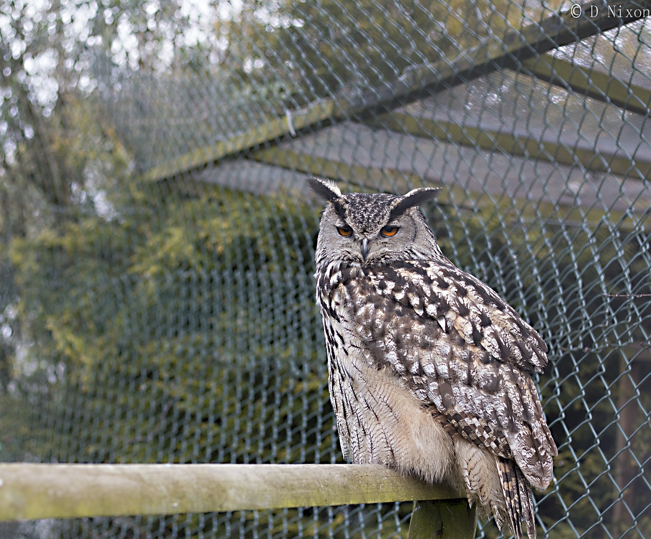 owl bird grey free photo