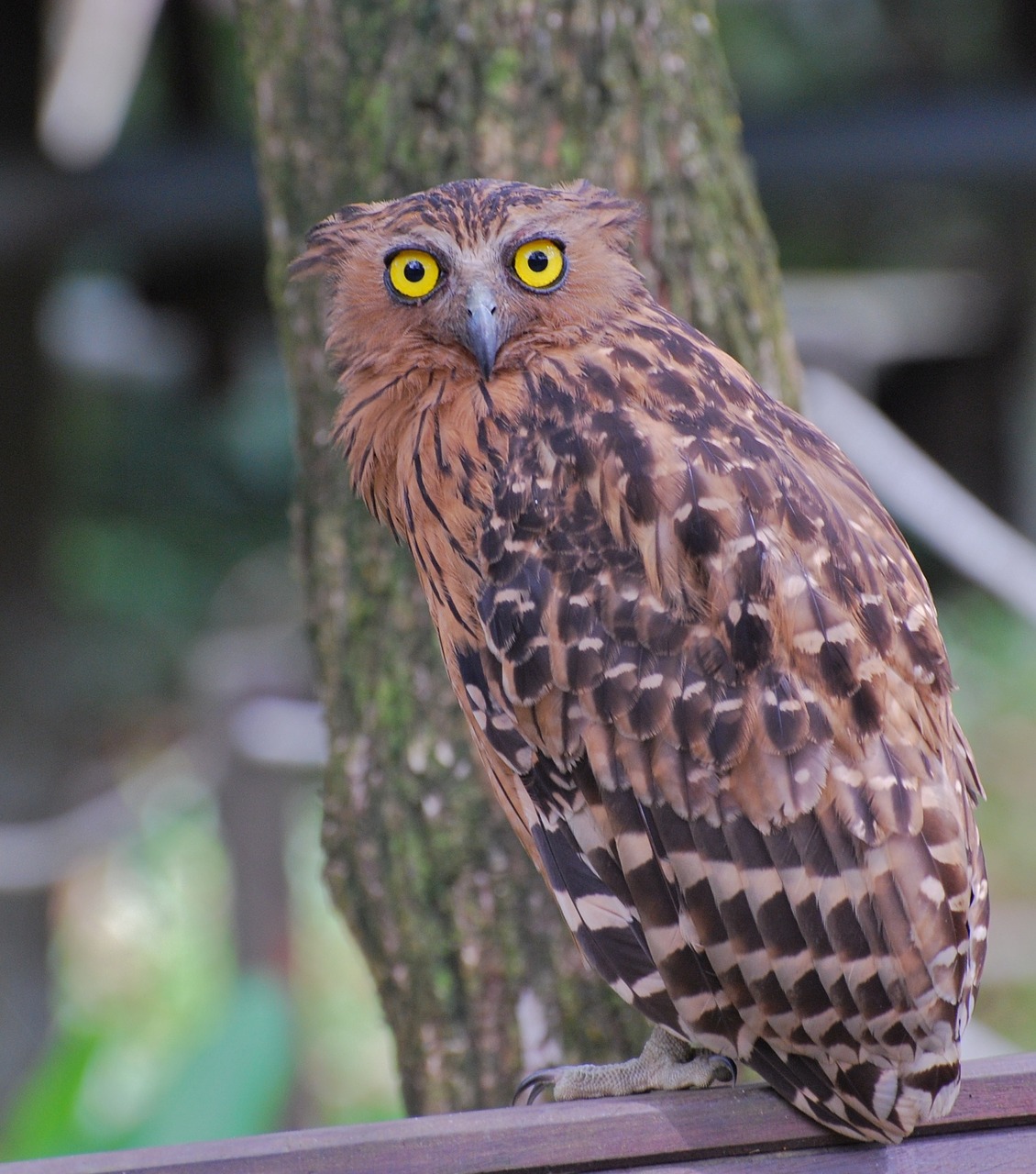 owl hawk bird free photo