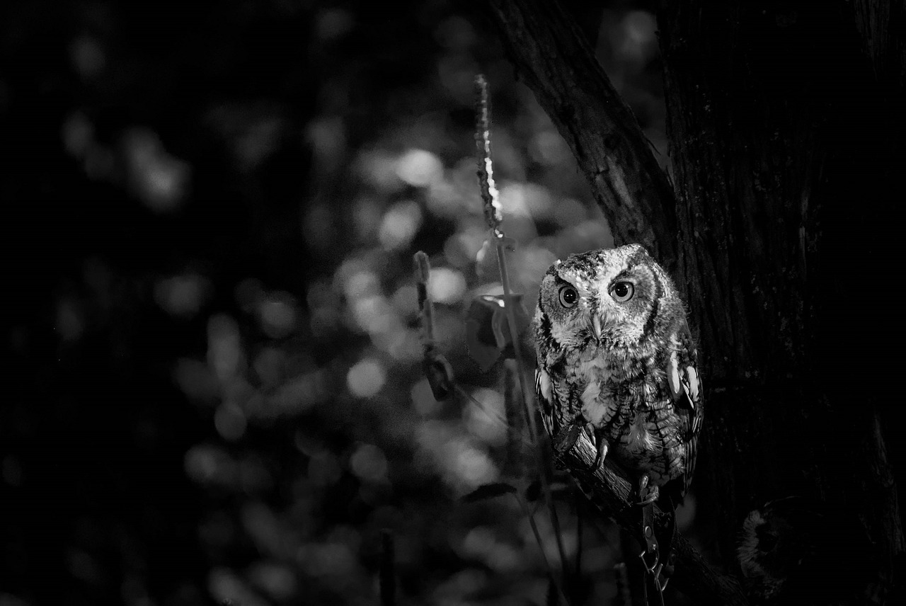 owl night black and white free photo