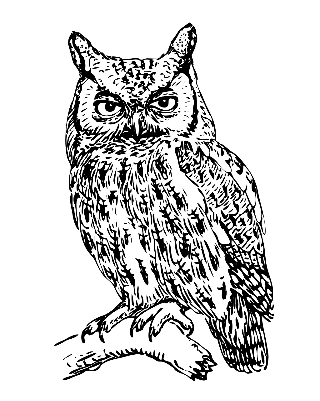 owl screech owl art free photo