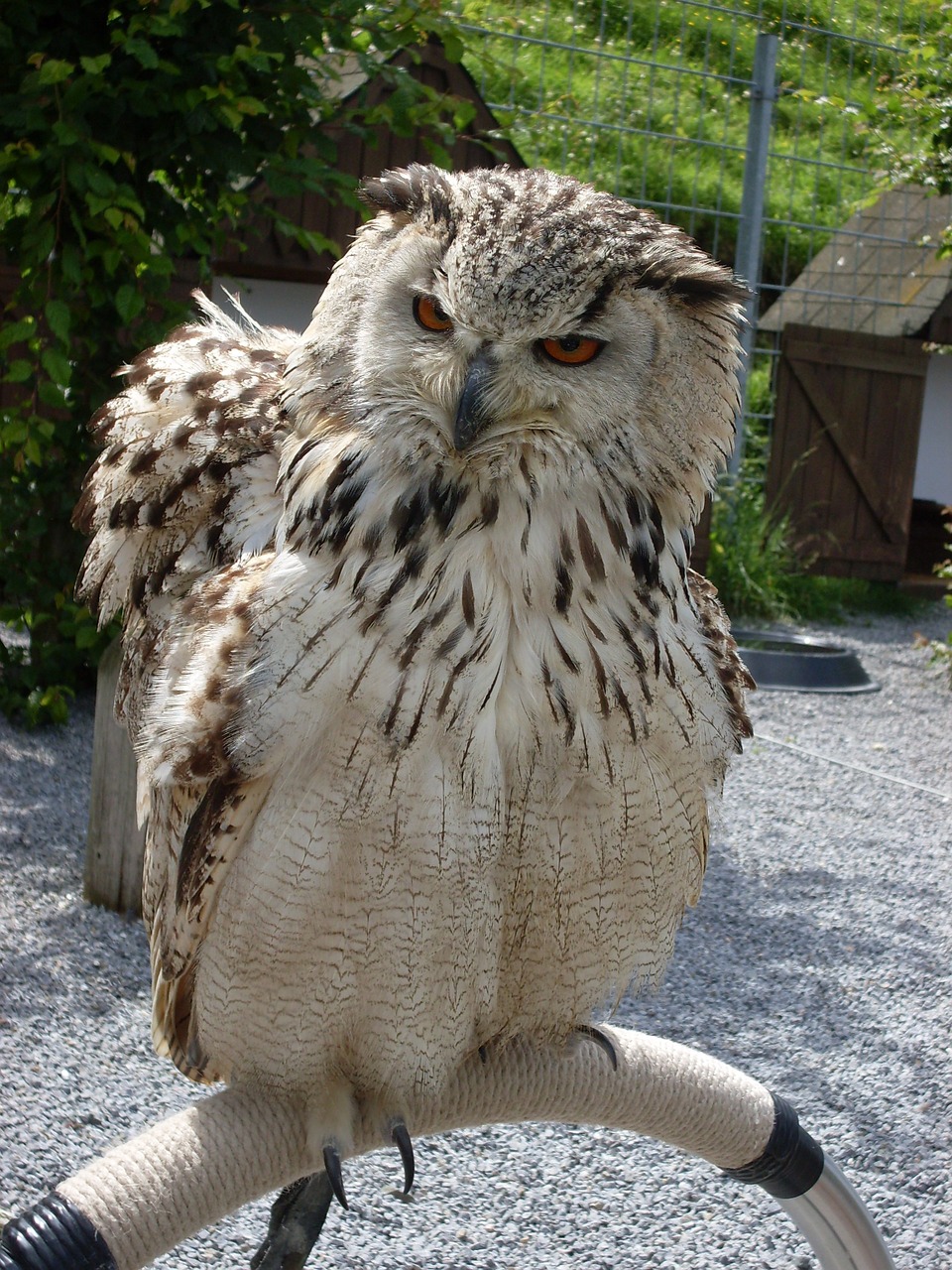owl eagle owl plumage free photo