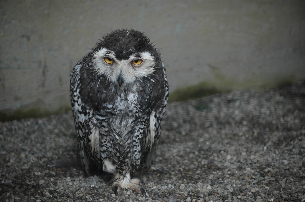 owl tired bird free photo