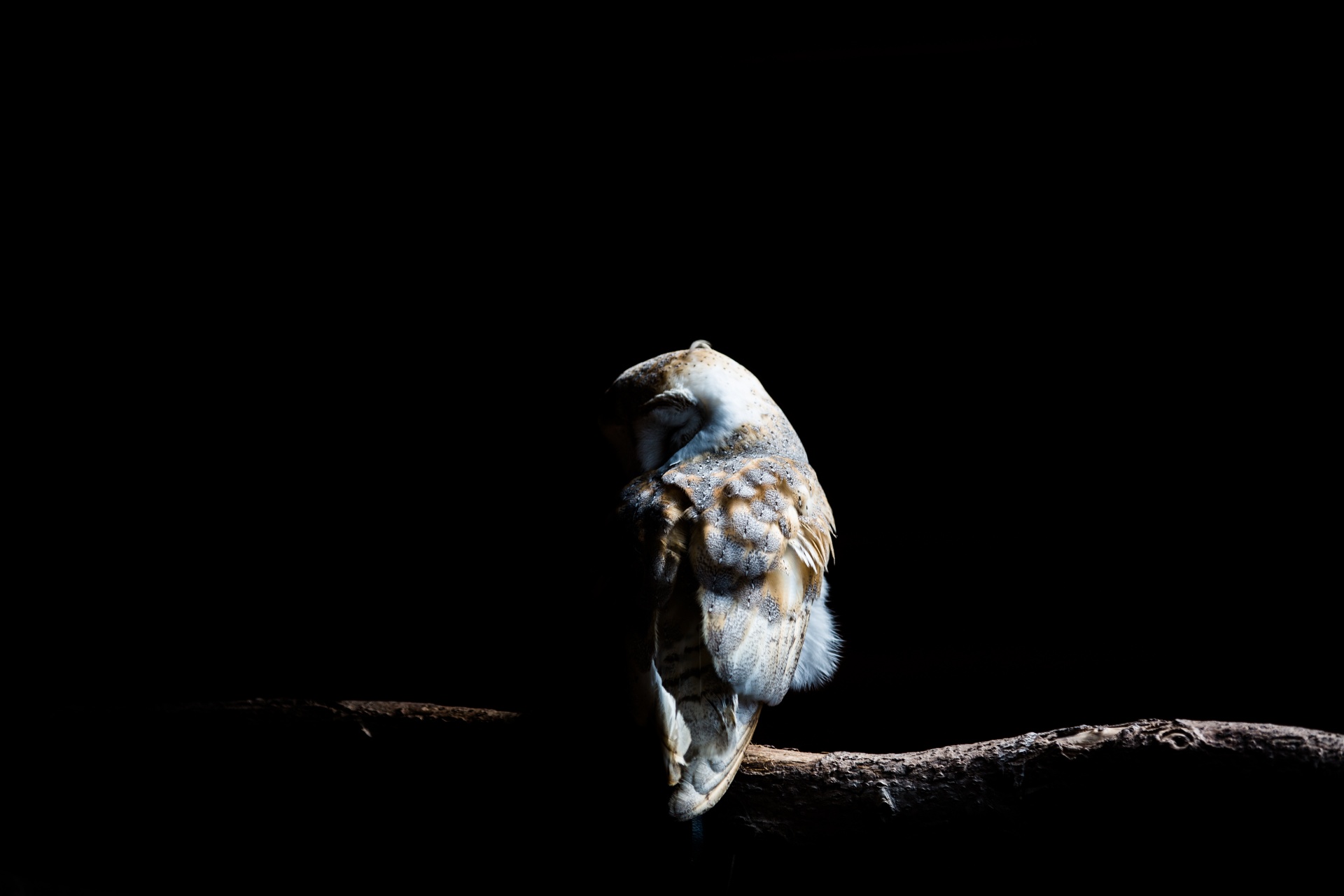 owl barn bird free photo