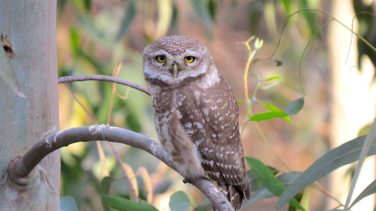 owl wildlife bird free photo