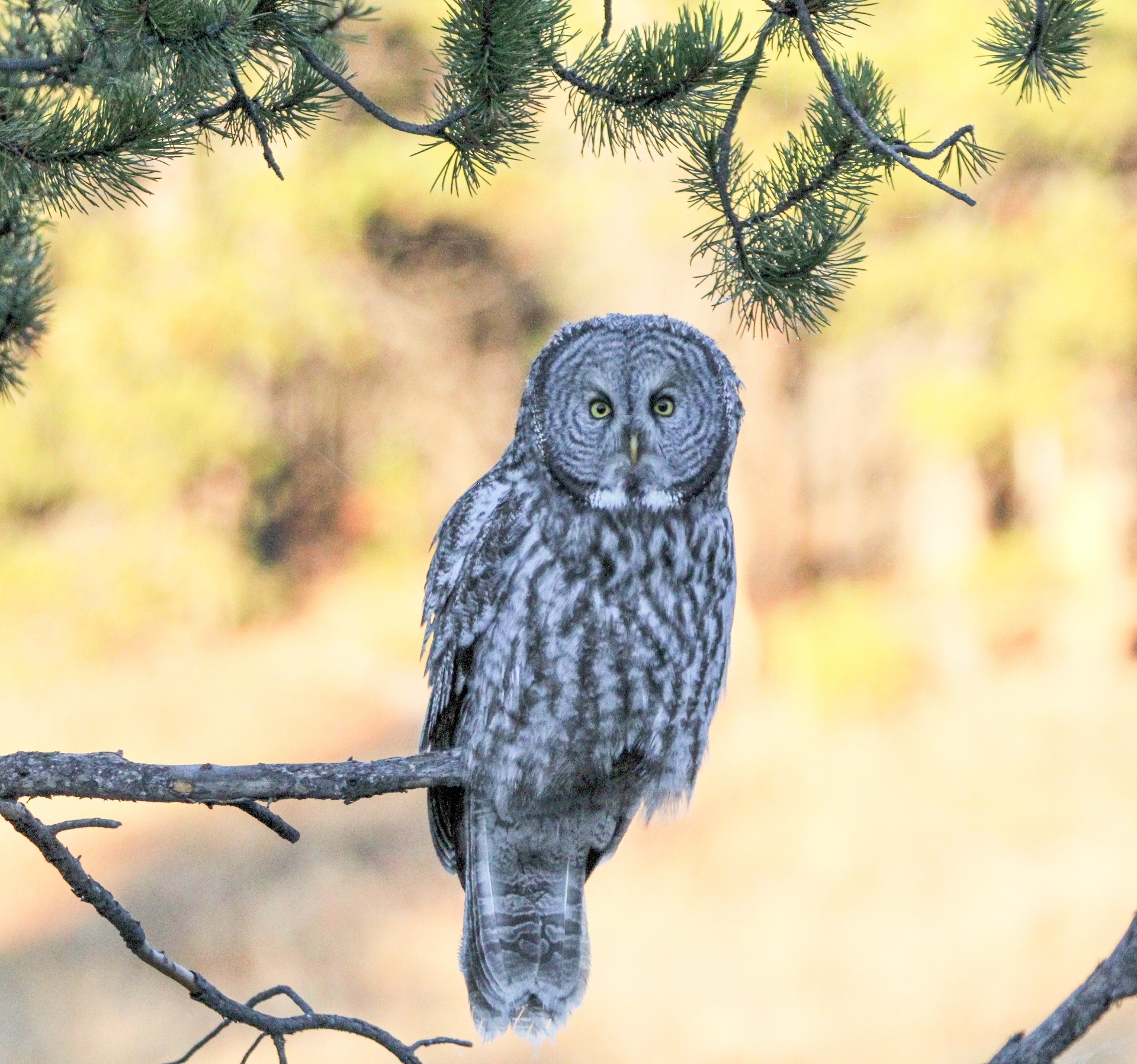 owl bird perched free photo