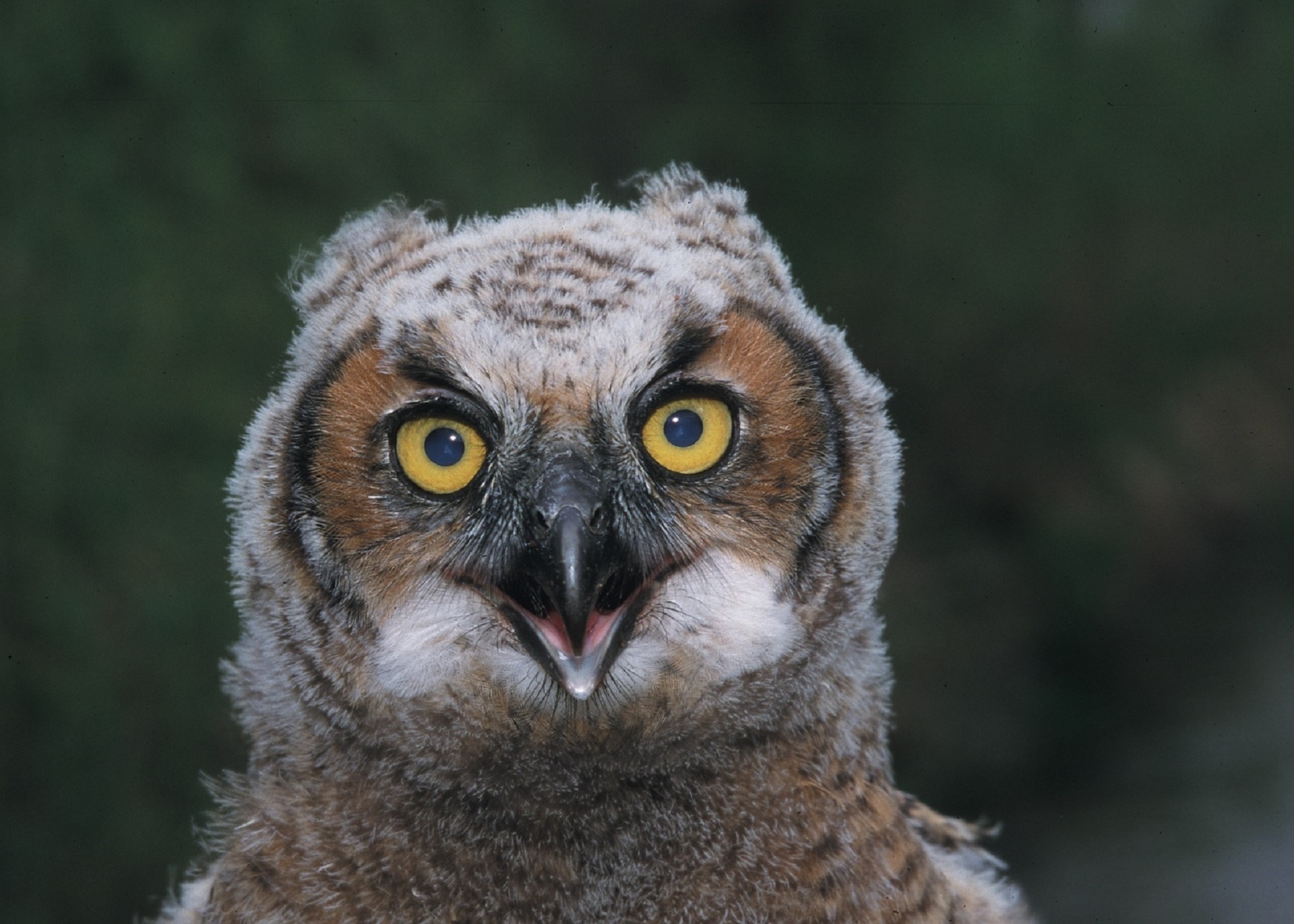 owl great horned bird free photo