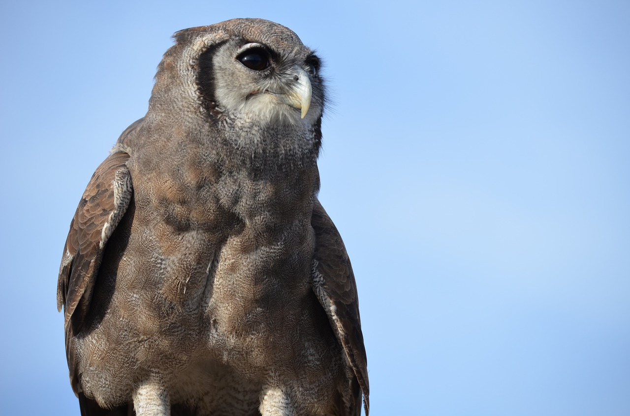 owl bird raptor free photo