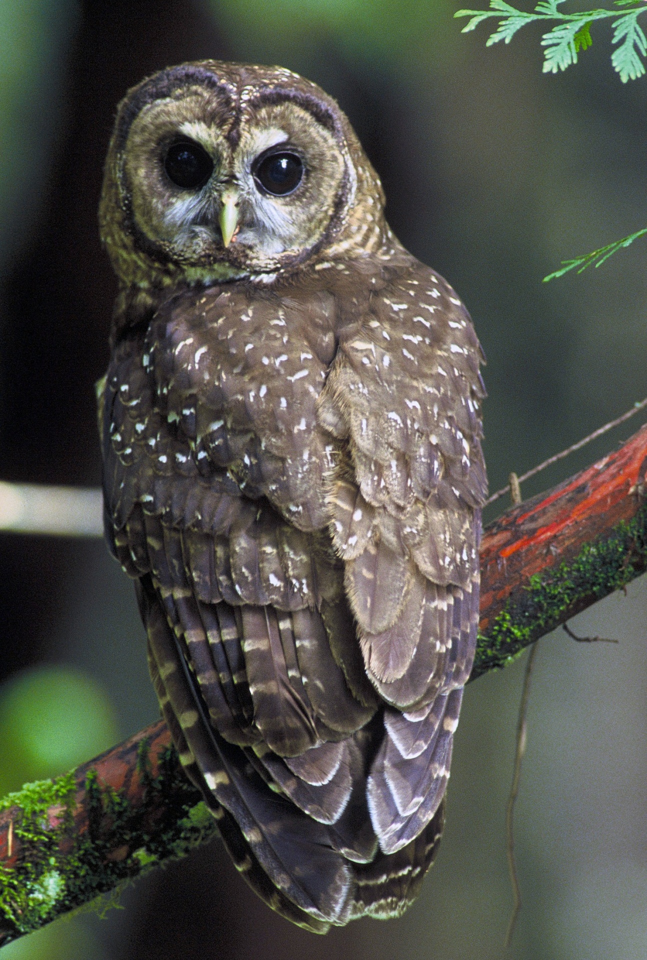 owl northern spotted portrait free photo