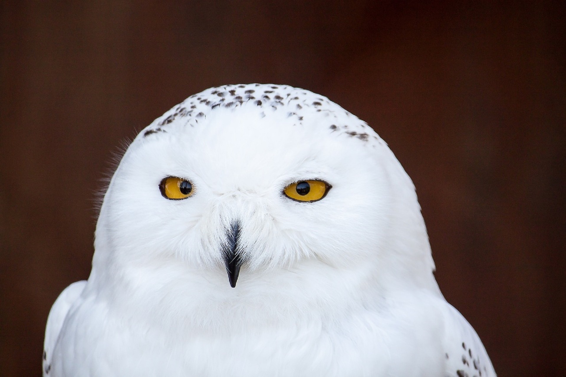 owl snowy white free photo
