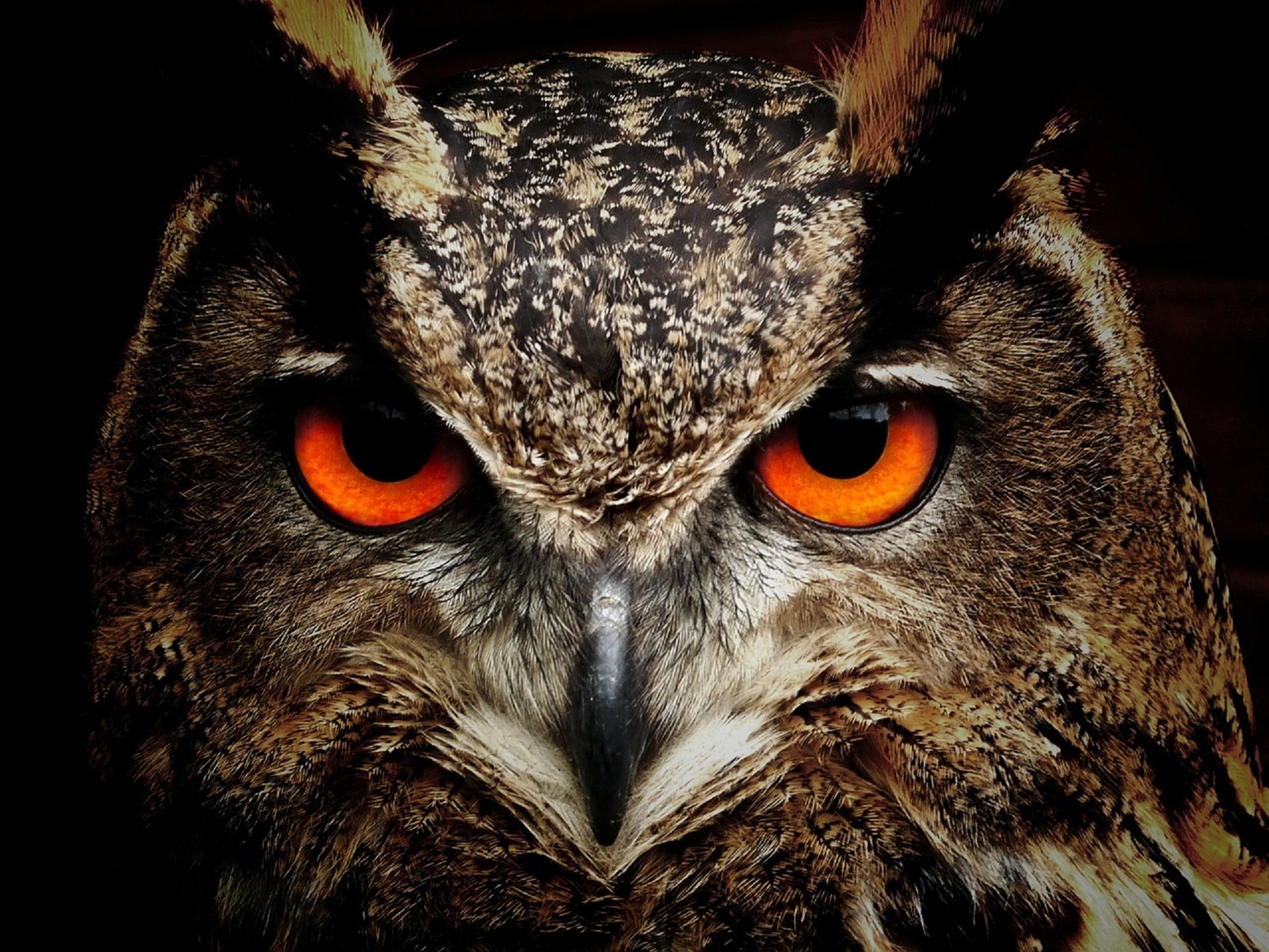 owl horned great free photo