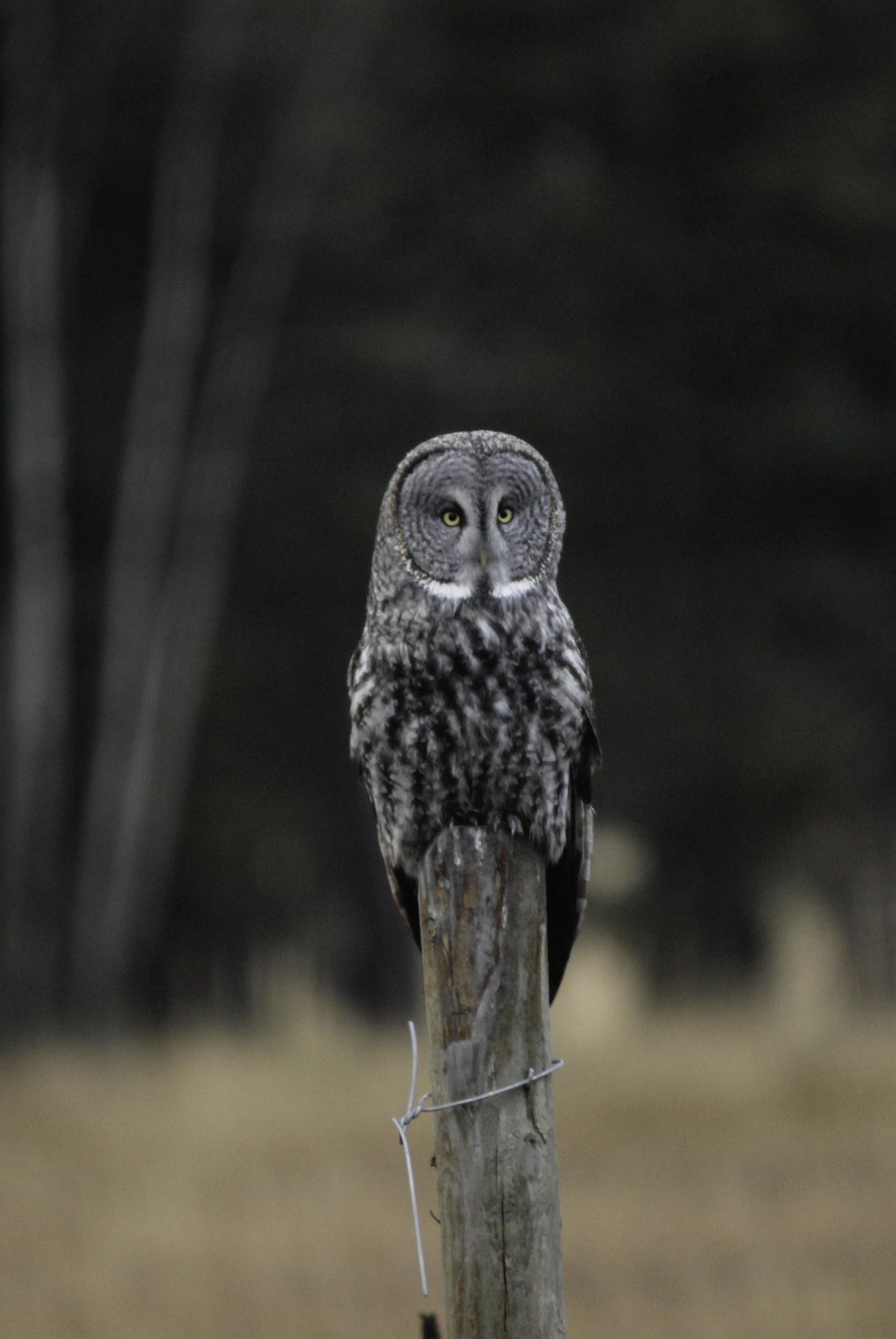 owl wildlife nature free photo