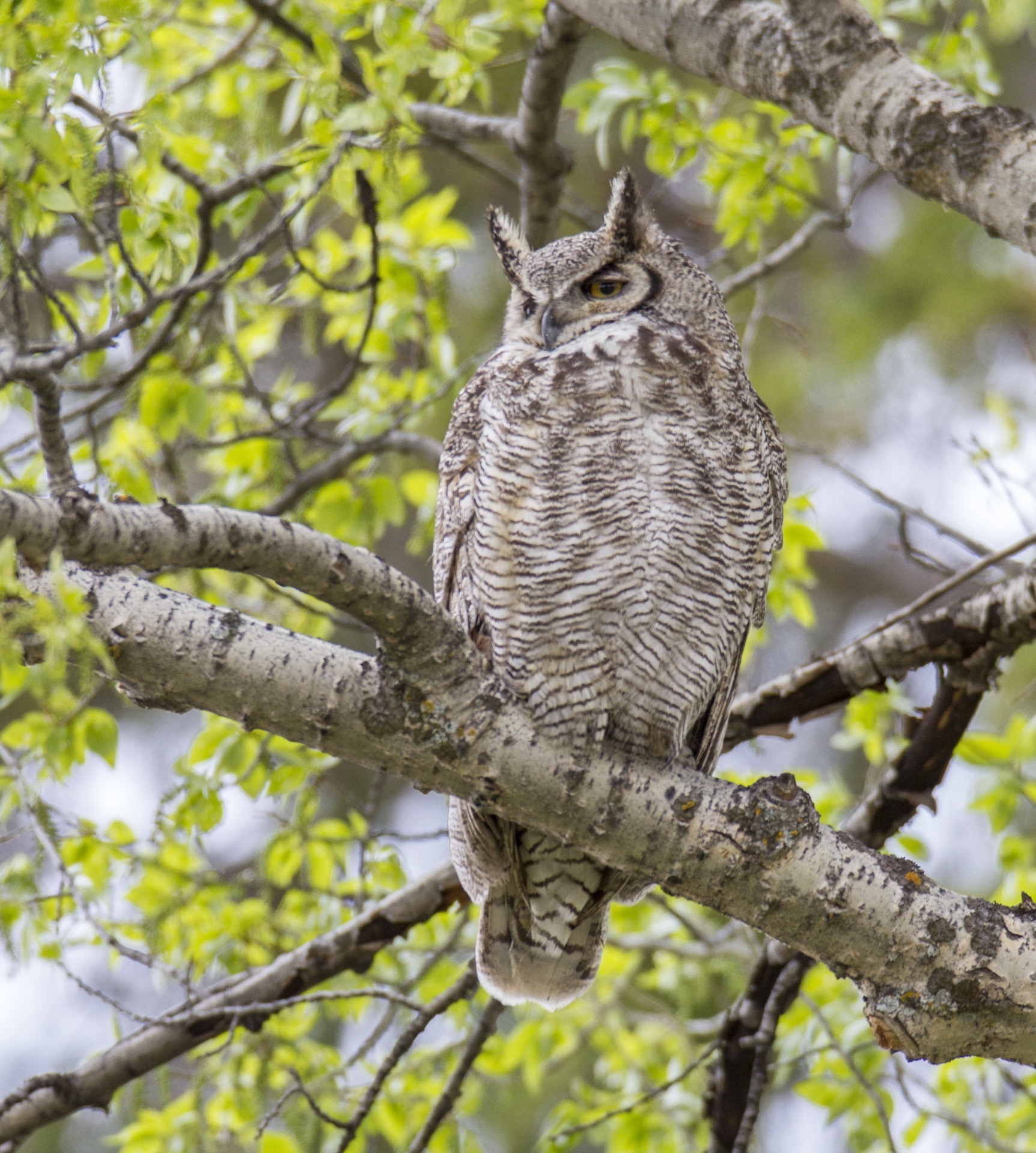 owl great horned free photo