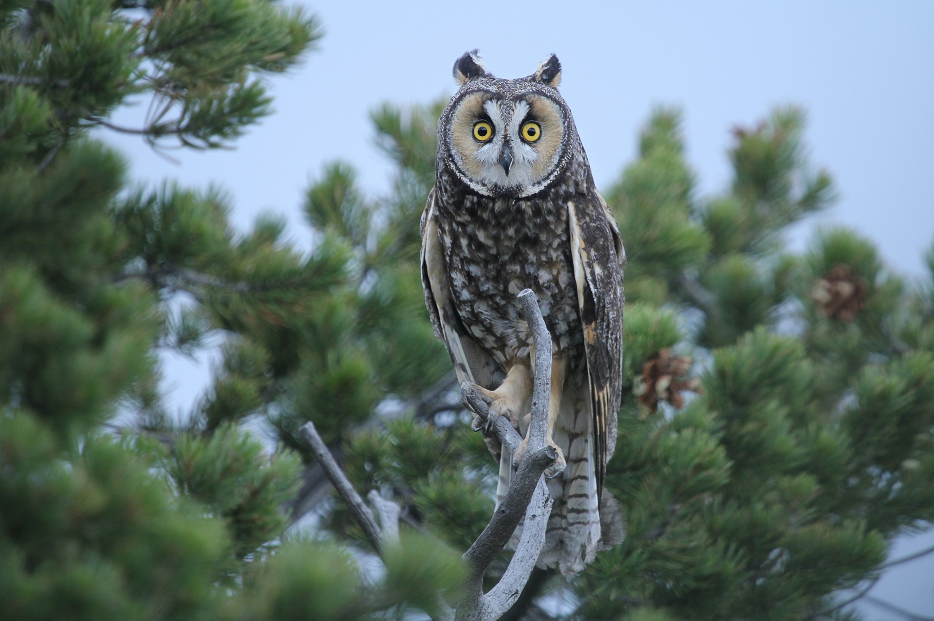 owl long-eared portrait free photo