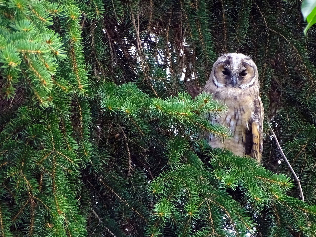 owl long eared owl tawny owl free photo