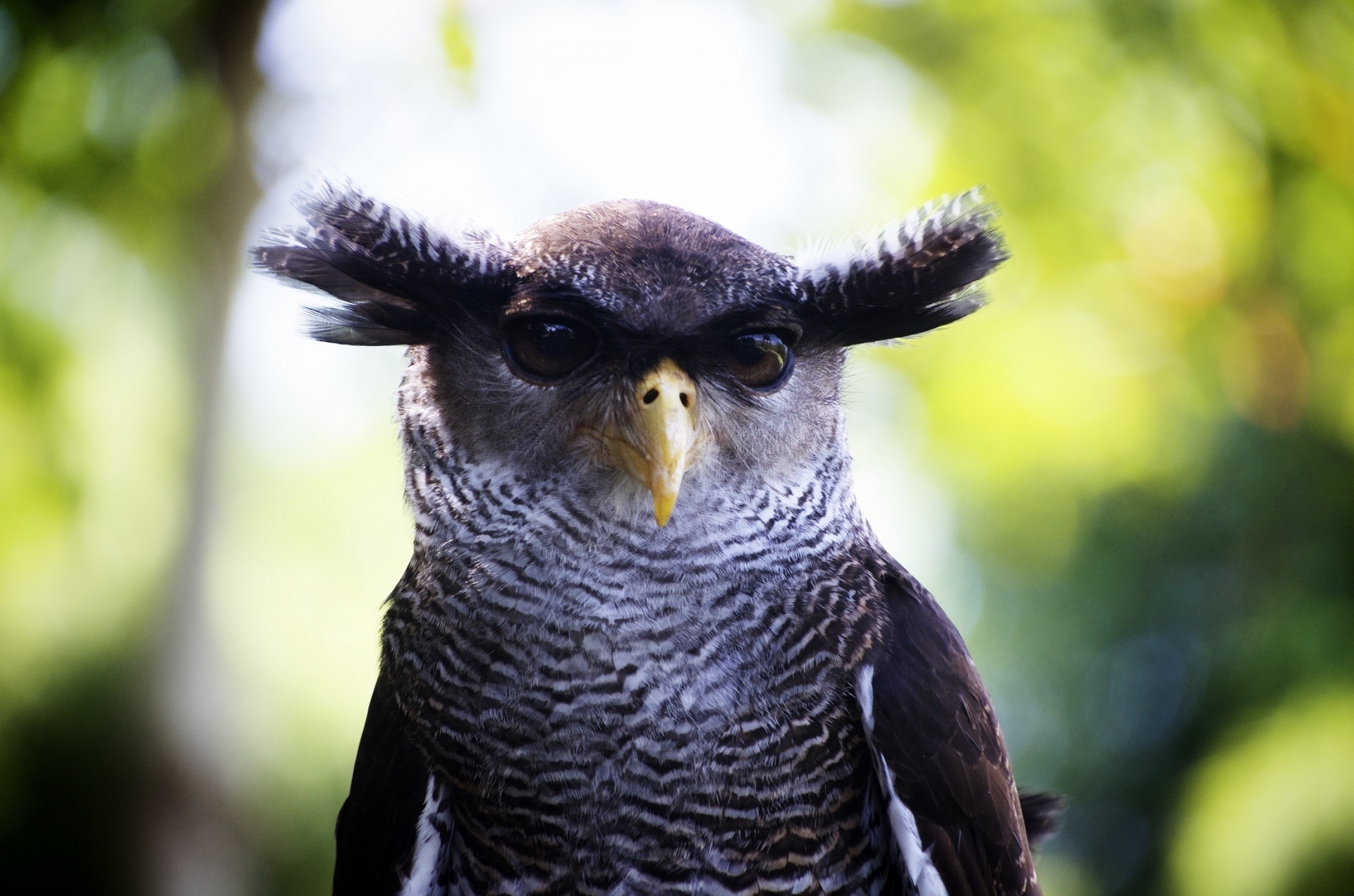 owl eagle barred eagle-owl free photo