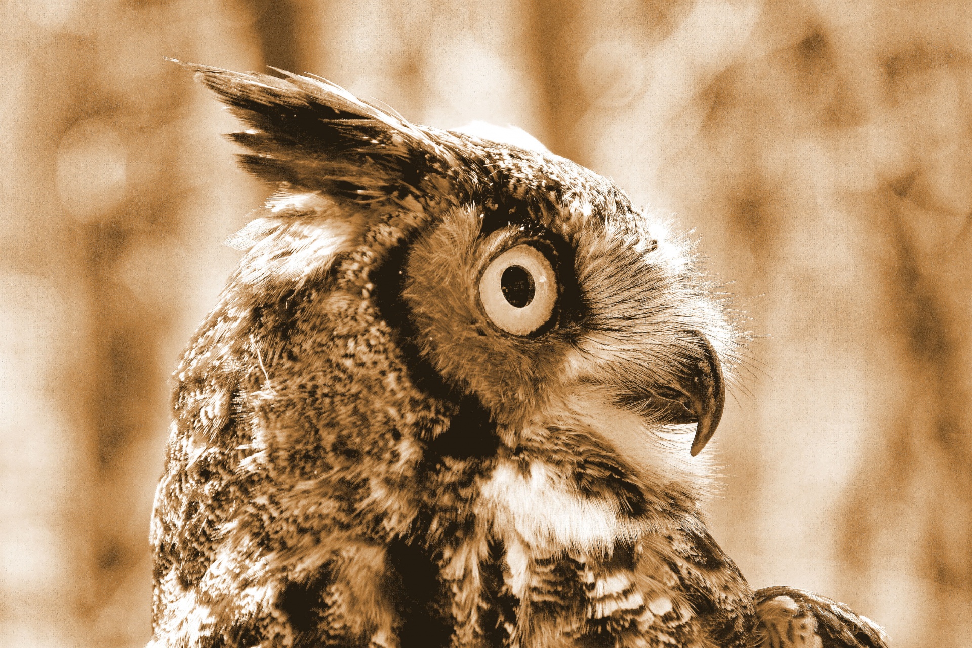 owl bird prey owl free photo