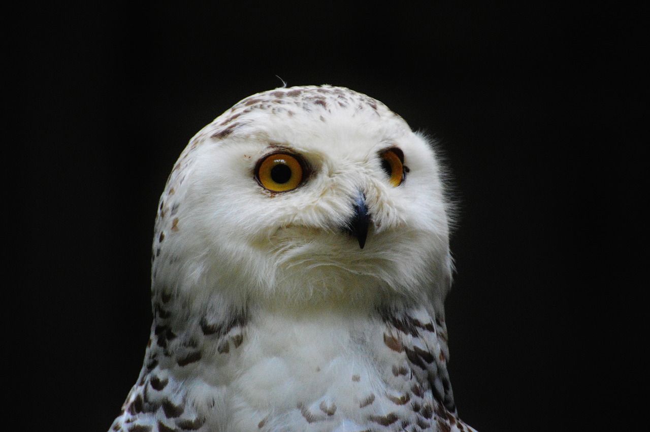 snowy owl bubo scandiacus bird feather free photo