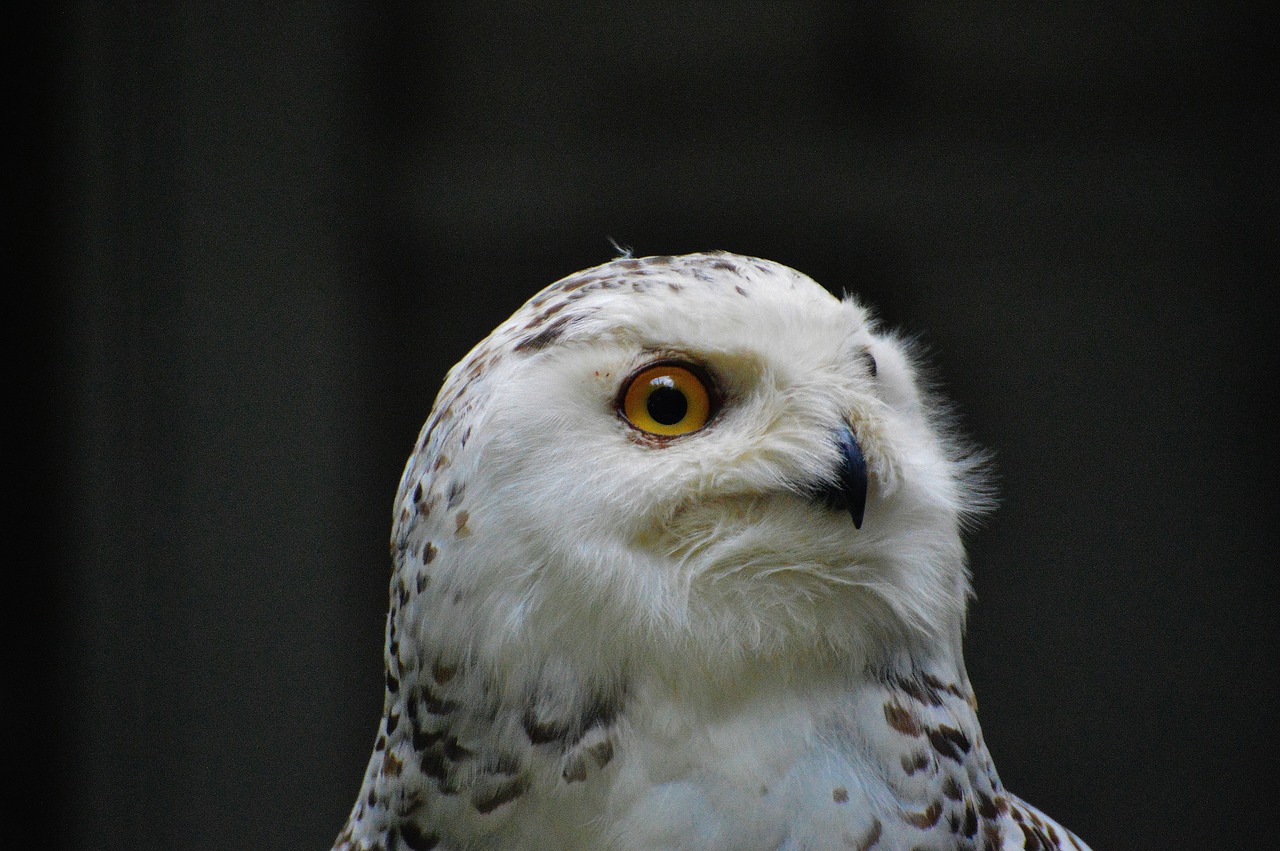 snowy owl bubo scandiacus bird feather free photo