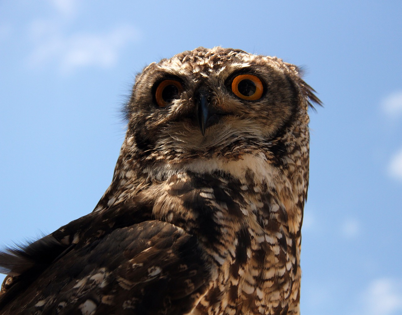 owl wild africa free photo