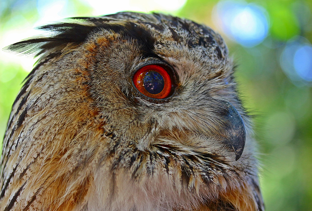 owl eagle owl bird free photo