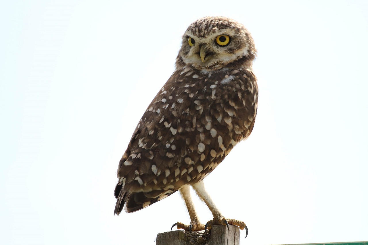 owl bird predator free photo