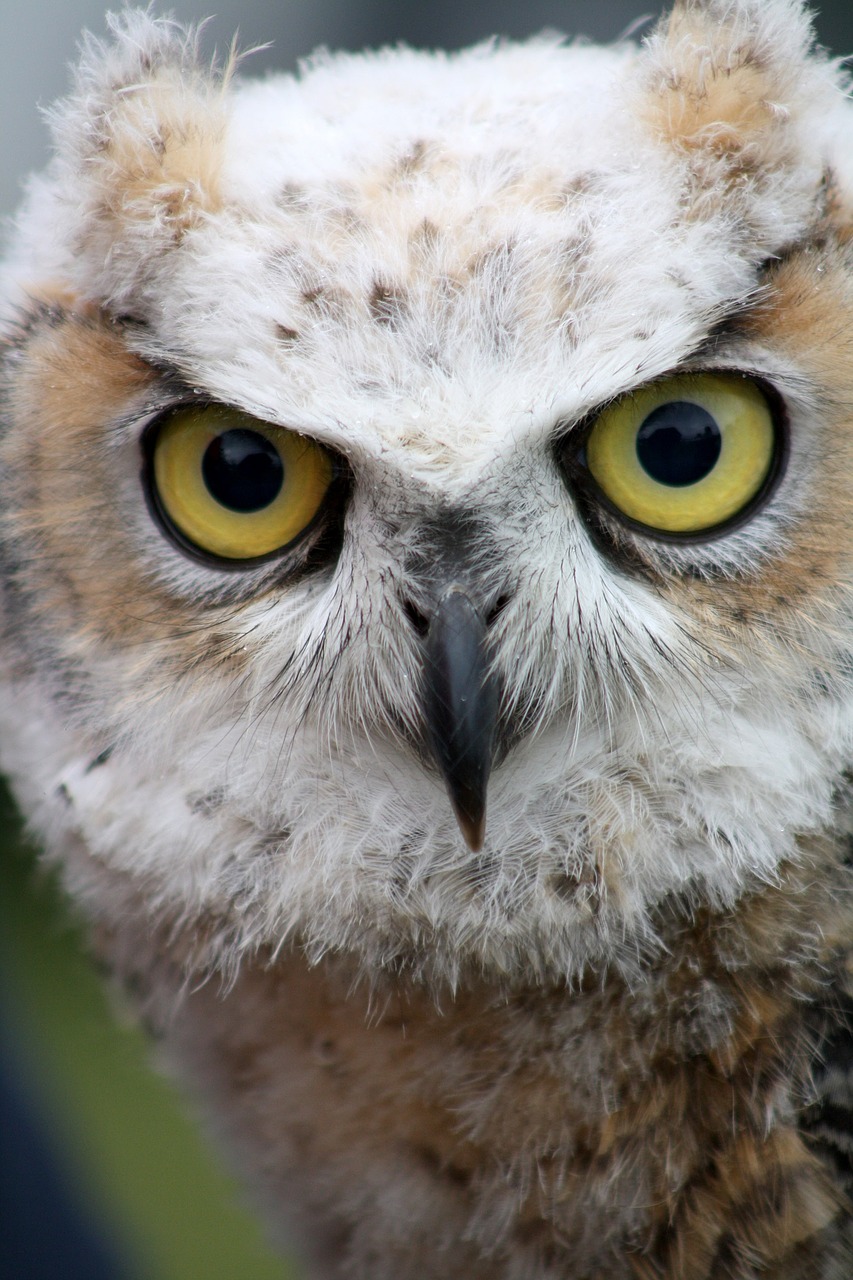 owl bird wildlife free photo