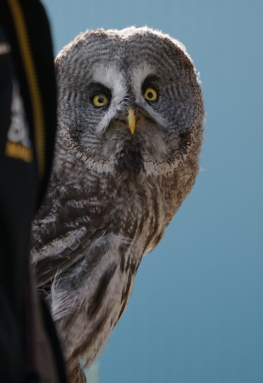 owl bird of prey animal recording free photo