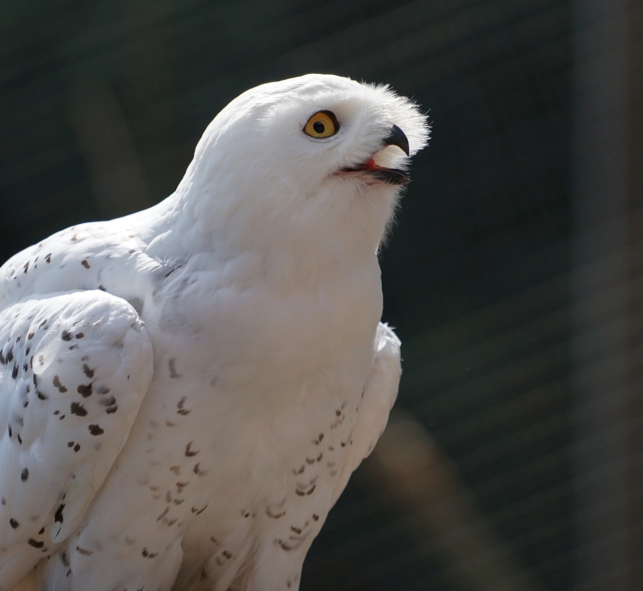 owl snowy owl white free photo