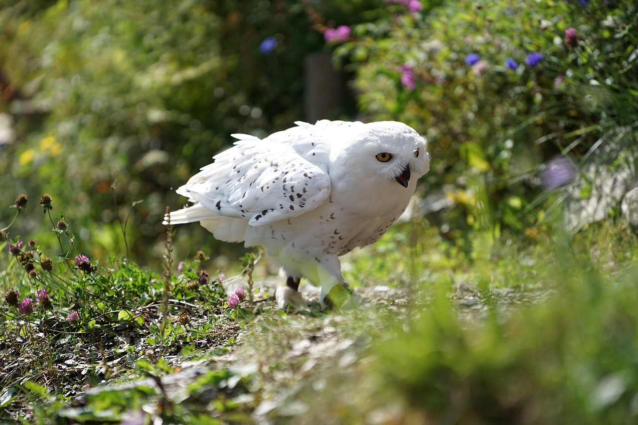 owl snowy owl white free photo