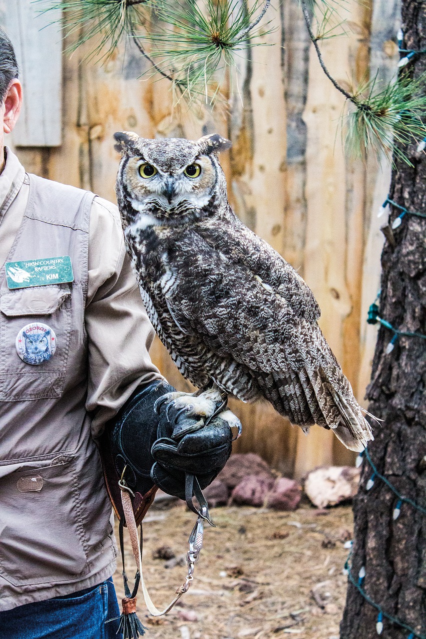 owl zoo trained free photo