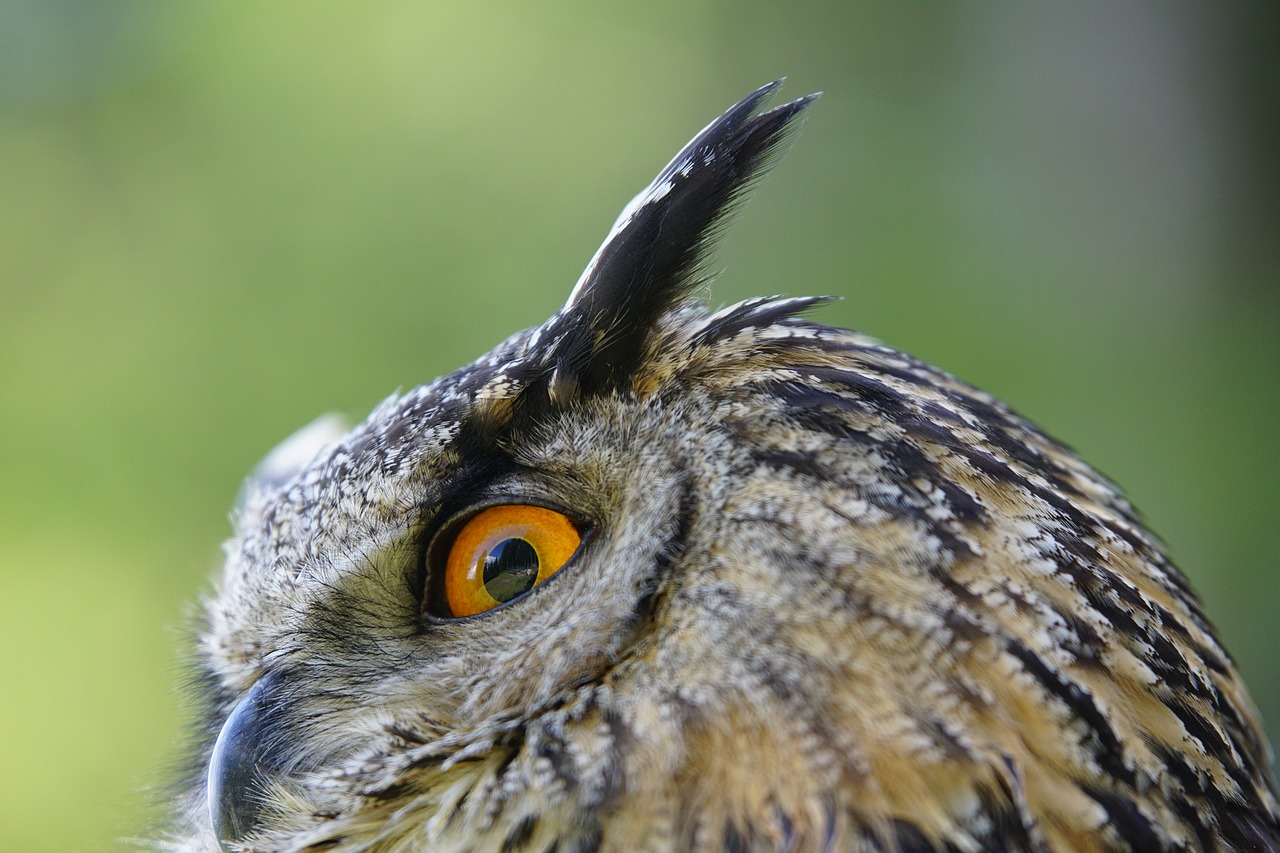 owl real bird free photo