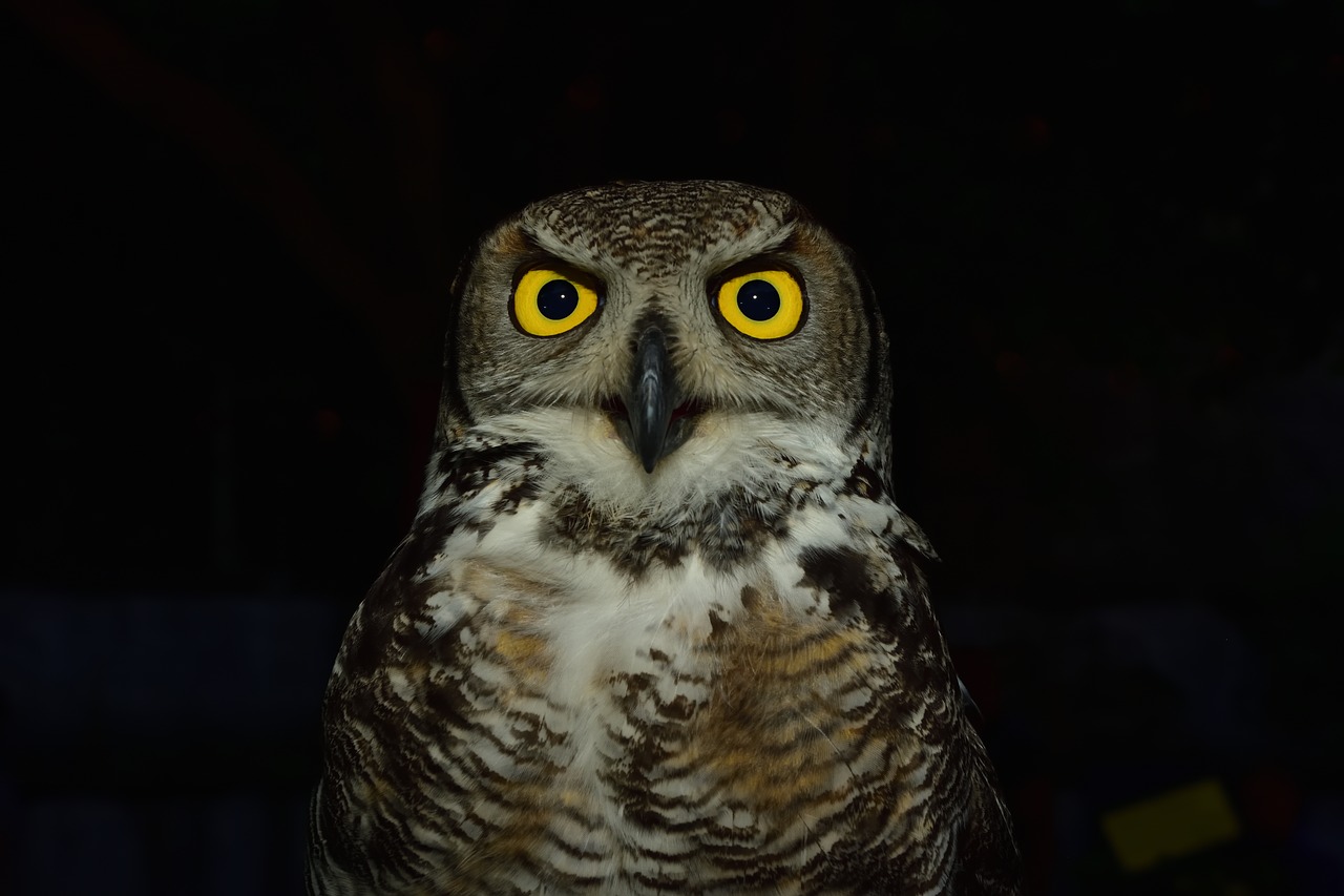 owl raptor eyes free photo