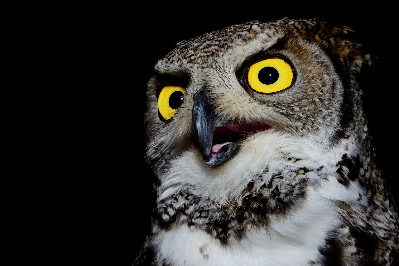 owl volatile raptor free photo