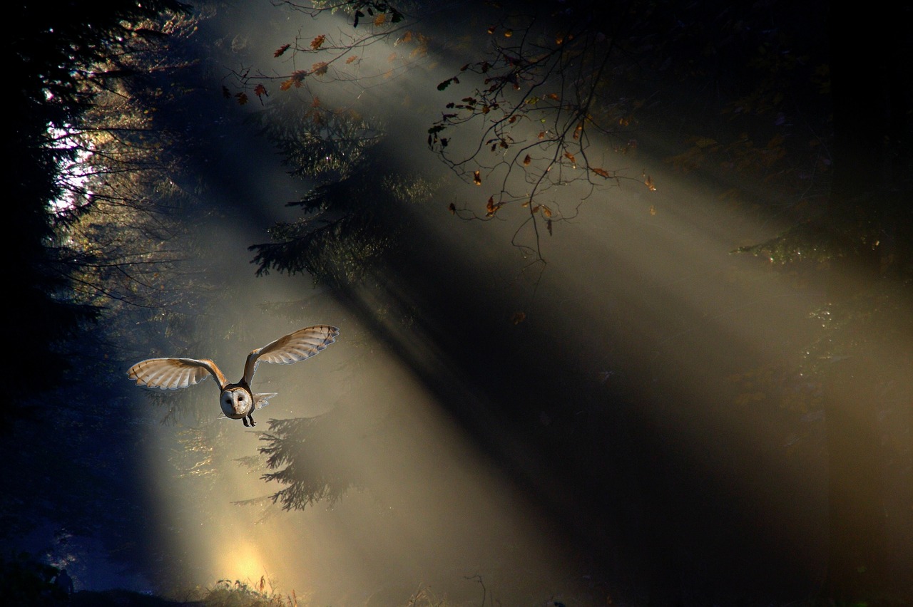 owl barn owl animal free photo