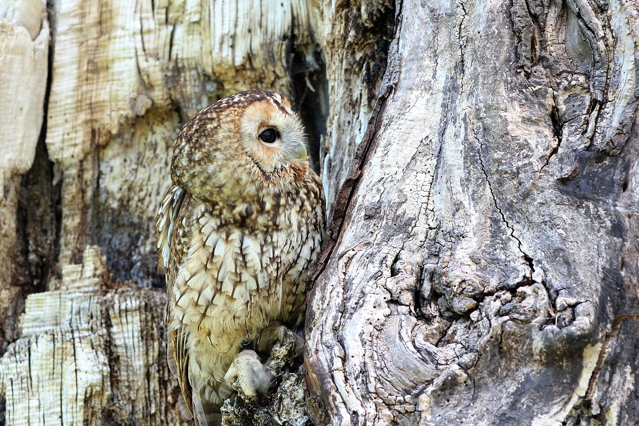 owl camouflaged tree free photo