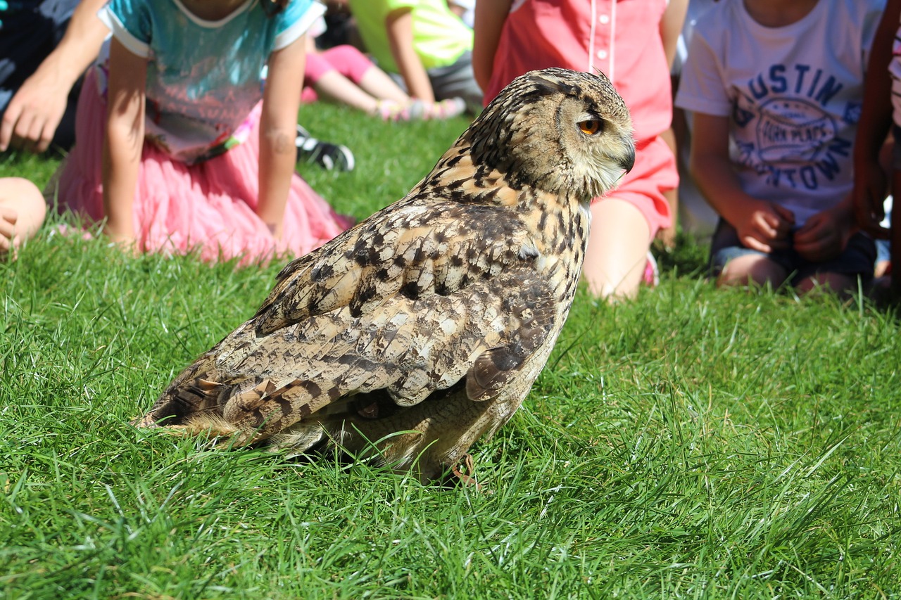 owl tame training free photo