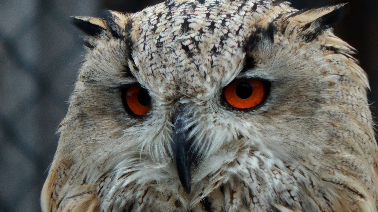 owl animal nature free photo