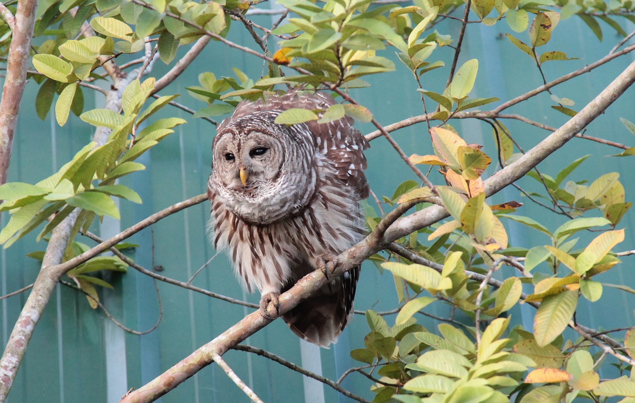 owl feather plumage free photo