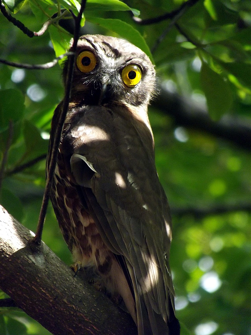 owl tree predator free photo