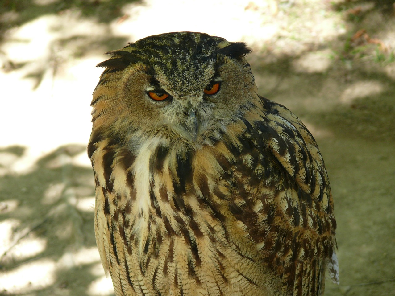 owl ave bird free photo