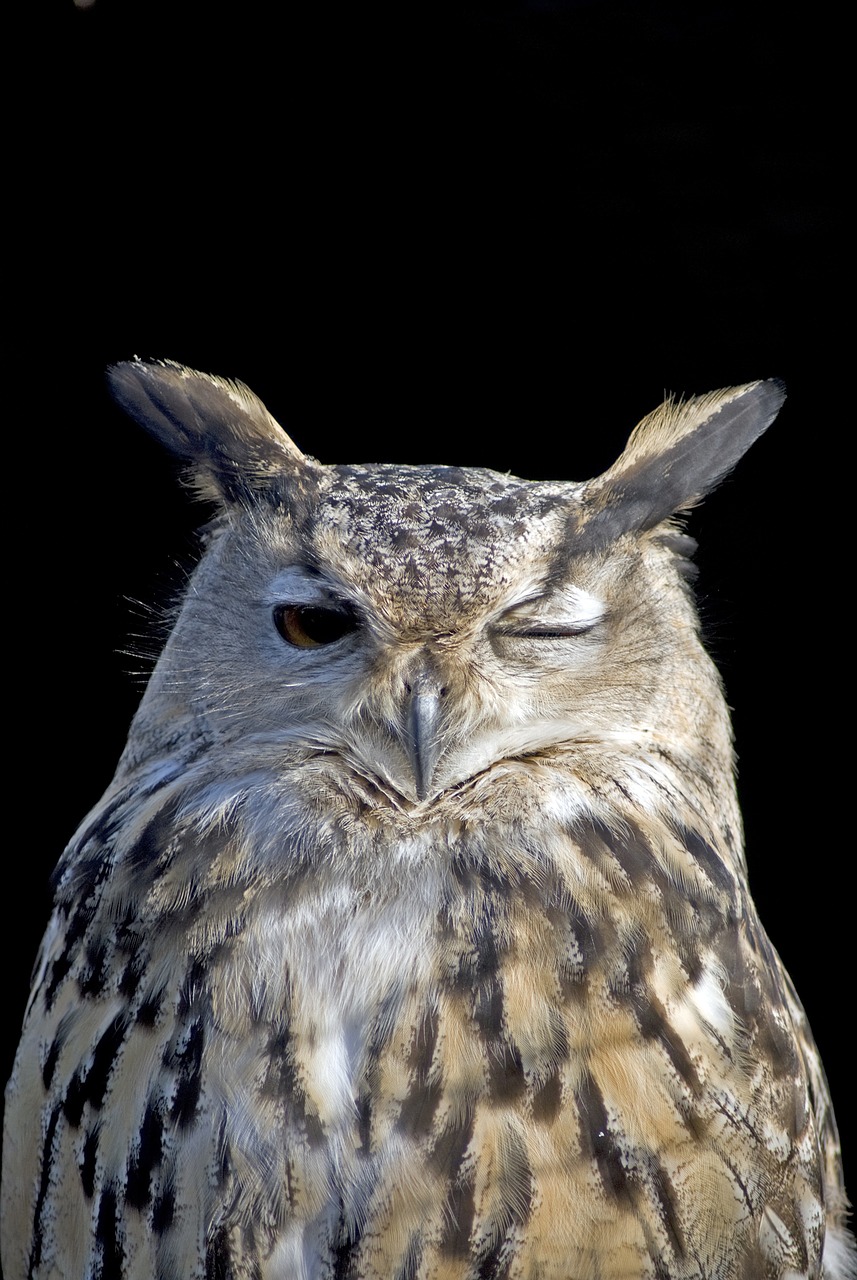 owl wink bird free photo