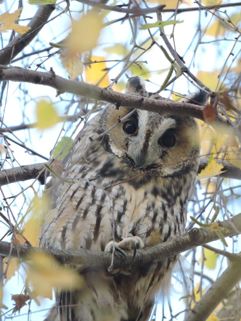 owl long-eared owl czech budejovice free photo