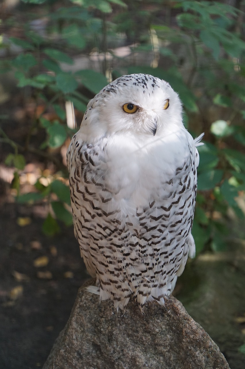 owl snowy owl white free photo