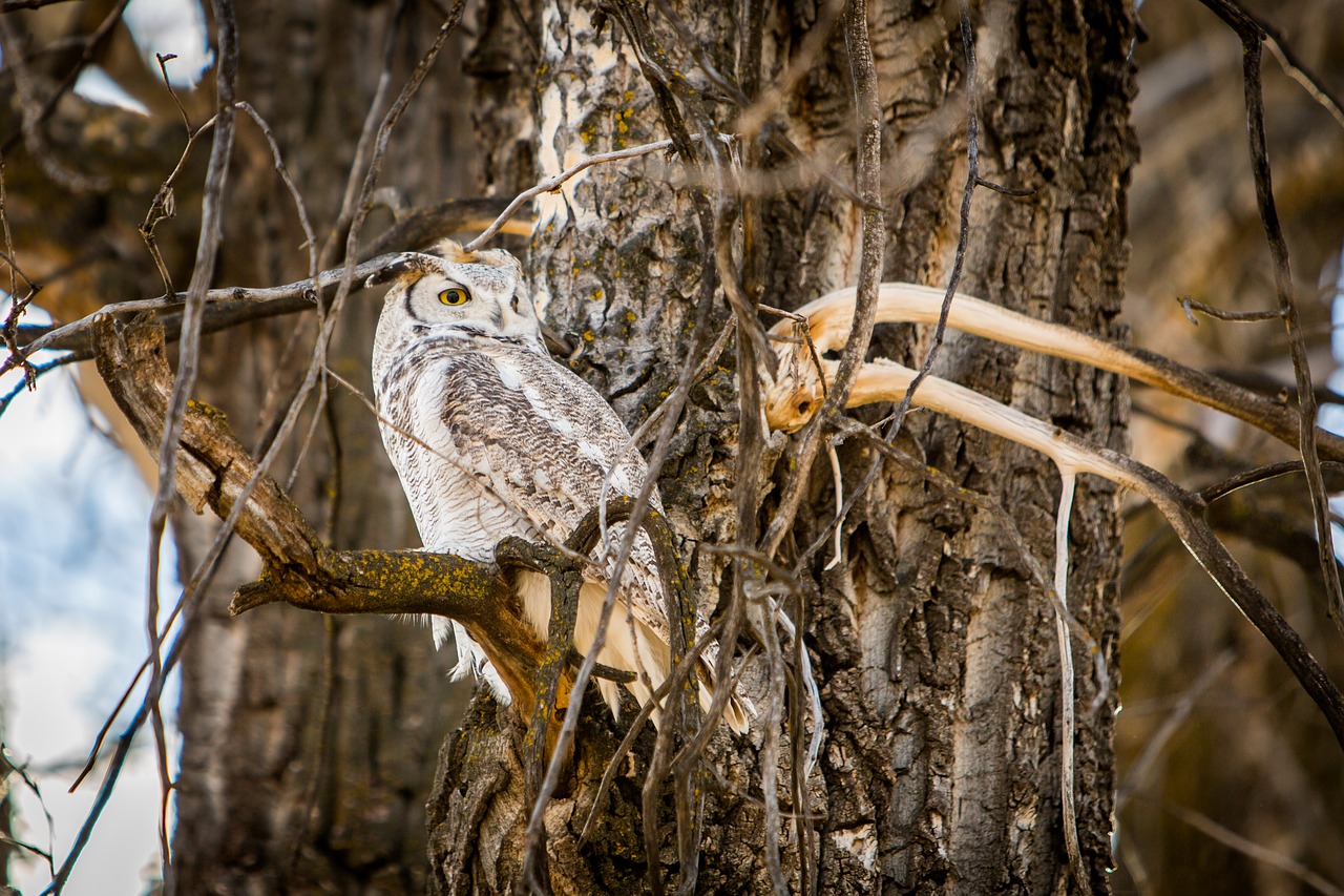 owl nature wildlife free photo