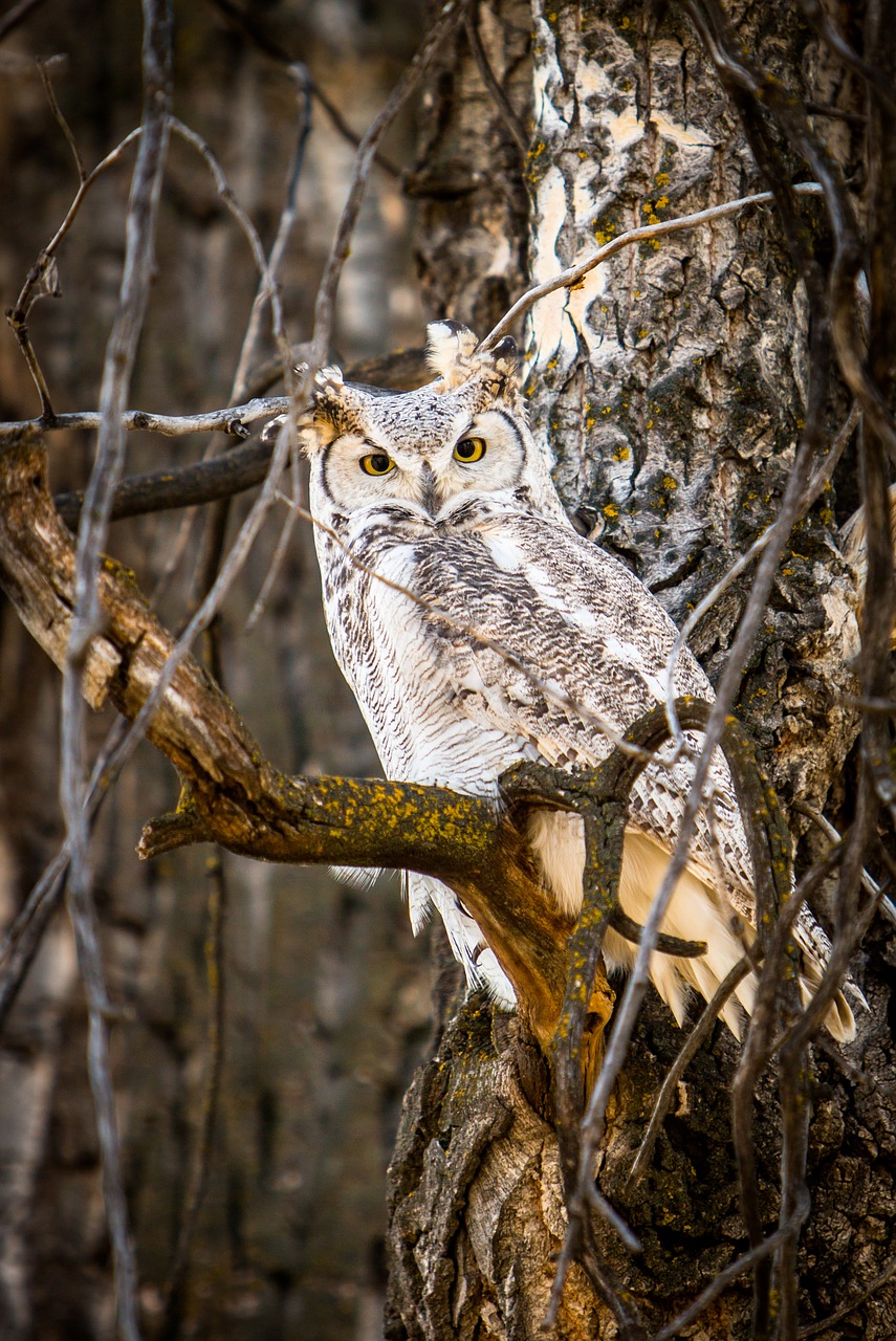 owl nature wildlife free photo