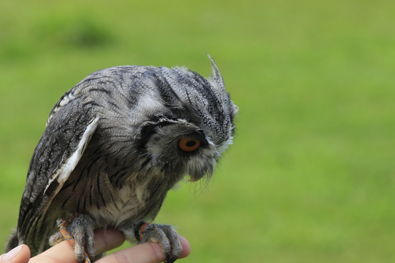 owl ave animal free photo