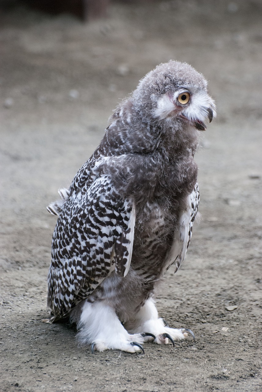 owl ninny snowy owl free photo