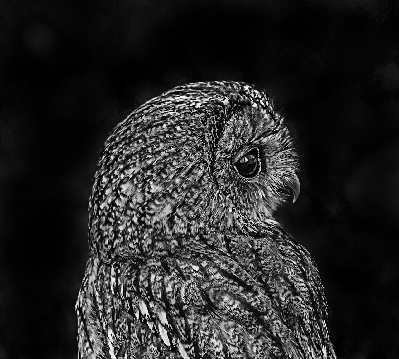 owl black white free photo